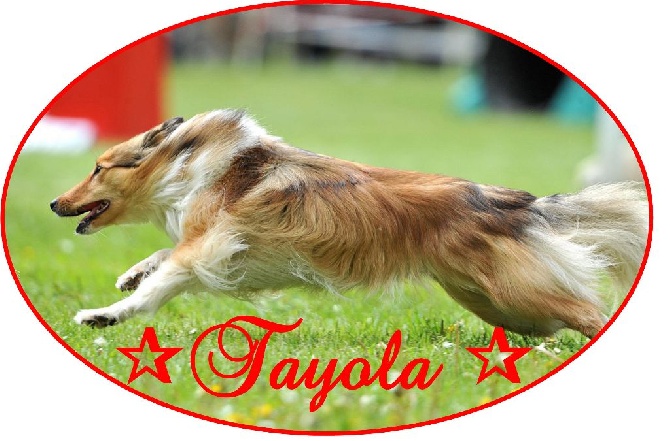 Tayola - Le logo des TAYOLA est arrivé